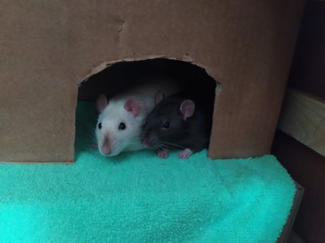 Mr Fufu Duduch amp amp Mr Churchill rats_ jolie actrice img