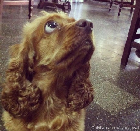 Azucarysal étoile adulte photos