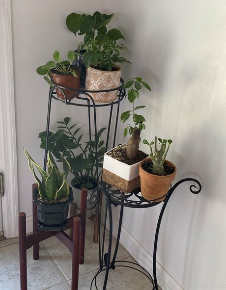 savanahroses modèle meilleur img