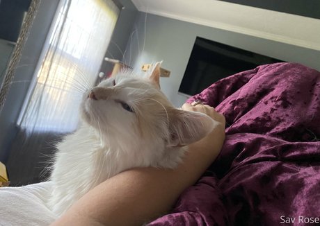 savanahroses Fotoaufnahmen