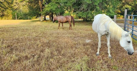 amarie301 belle star du porno des photos