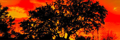 Georgian Hung 94 top star img