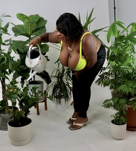 Da Plump étoile sympa galeries