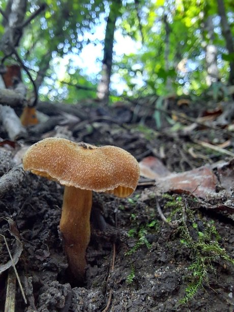 natnats joli modèle galeries