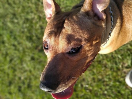 Augusto Xavier star du porno érotique image