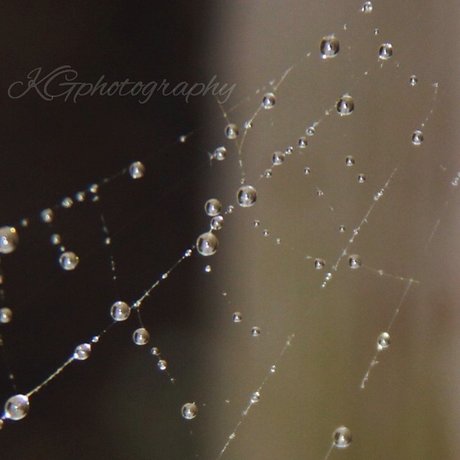 fans de chatte blanche uniquement hd jolie photos