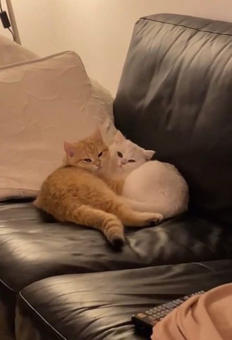 Creme modèle images