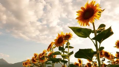 Nichole Clark modèles nus collection