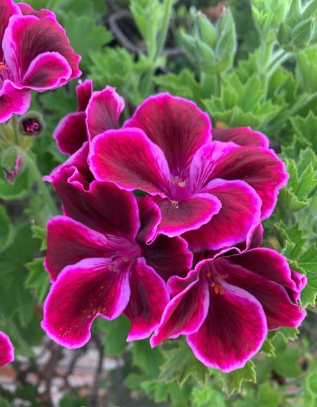 chatte arabe onlyfans art parfait photos