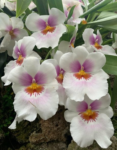 méga fans uniquement xxx gratuit photo