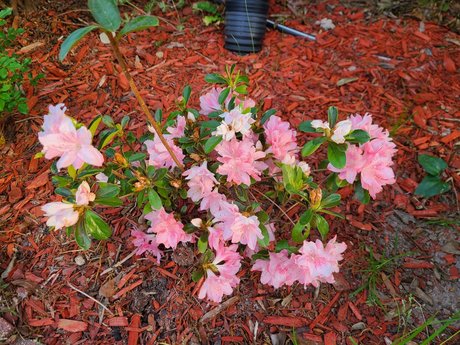 _Inactive_ étoile sexy collection