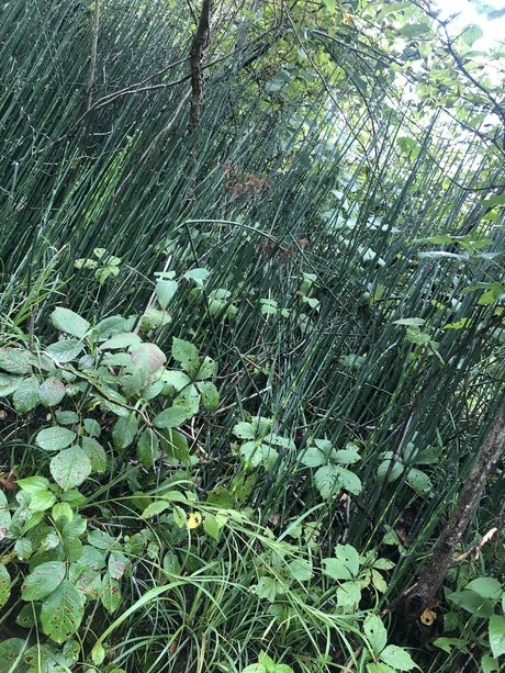 NO FACE NO TRACE star du porno chaude image