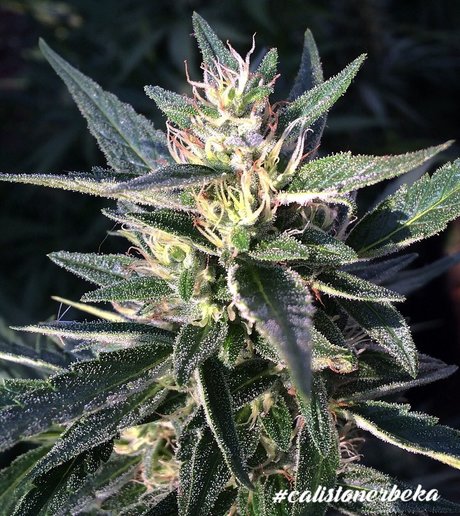 Bomi modèle érotique galerie