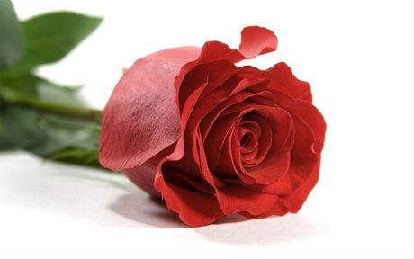 ally rose étoile adulte image