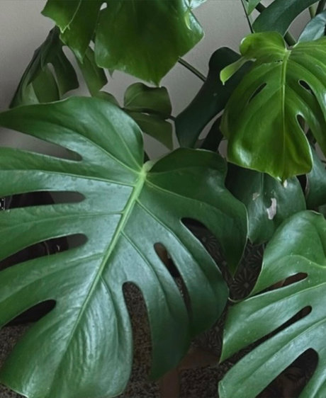 josephine ralyn étoile de haute qualité images