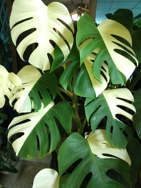 OnlyGearVIP modèle gratuit galeries