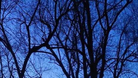 abiiighoul sexe star archive