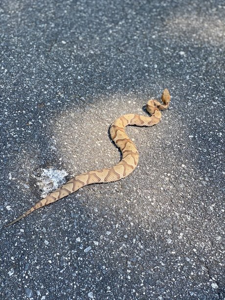 SlingBlade33 actrice pornographique image