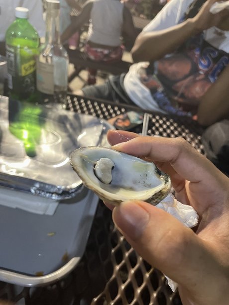 el osito haut modèle collection