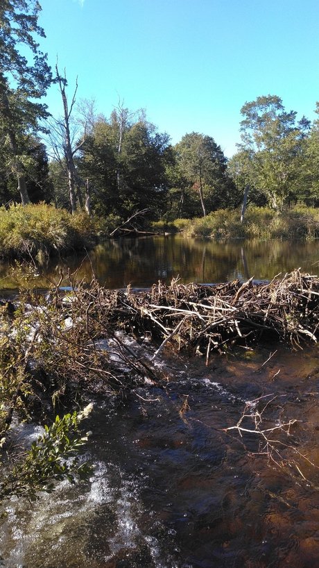 Orgasmsnoaktrees star du porno exclusive galerie