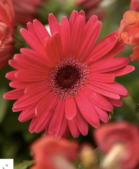 Paige Marks modèle porno galerie