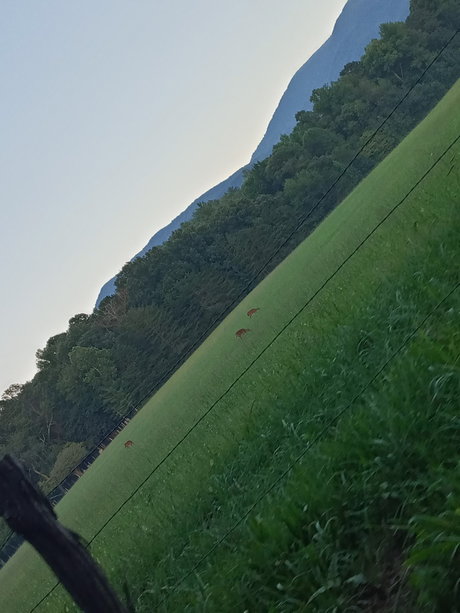 Alecia Ray jolie star du porno image