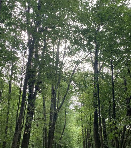 Anon Top étoile nue archive