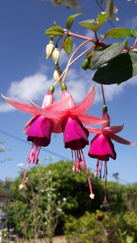 Piel Canela modèle gratuit photos