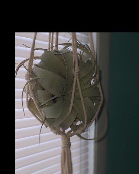 _Lauren haut de star du porno galeries