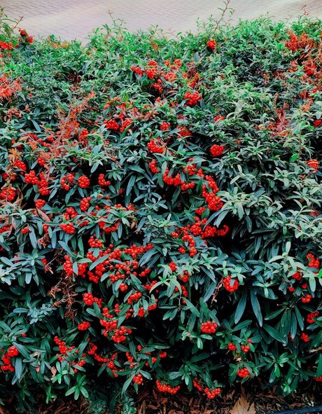 lola pixel nus étoiles photo