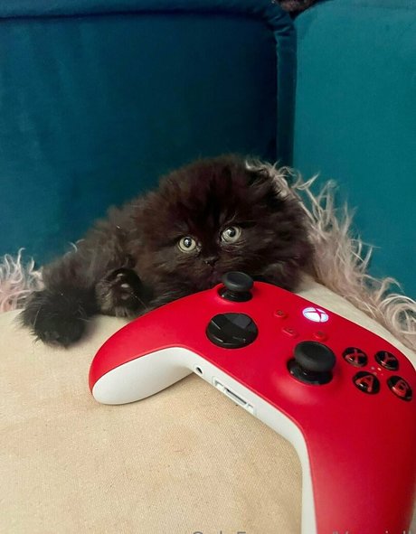 vanniallfree mannequin collection