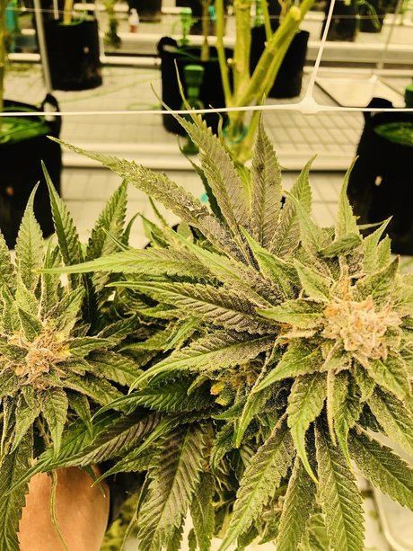 Leann Zimmerman meilleure actrice img