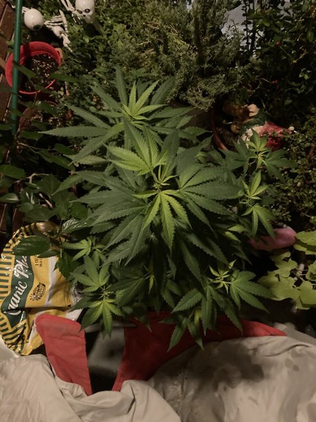 DonnieDepth xxx étoile archive