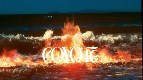 c o y o t e étoile parfaite galerie