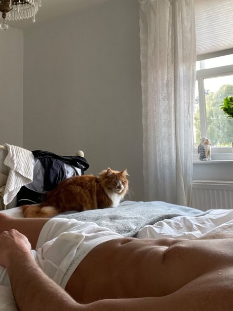 Regico star du porno de haute qualité photo