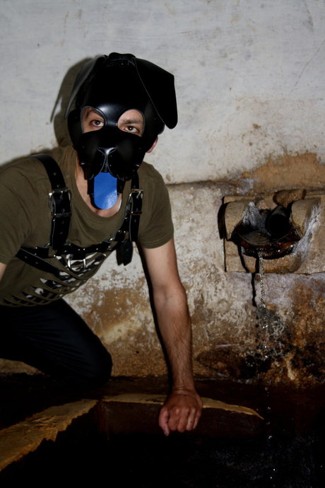 pup Regaleiro haut modèle images