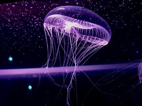 RopeBunni modèle de sexe photo