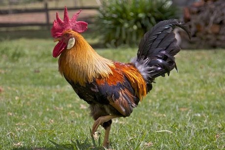 Rosa Valera modèle magnifique galerie