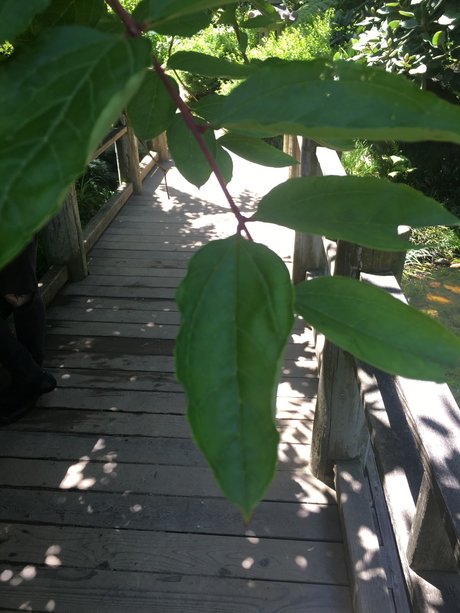 RoseBlades actrice exclusive galeries