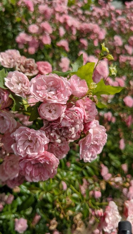 Sacha Rose Love actrice parfaite galerie