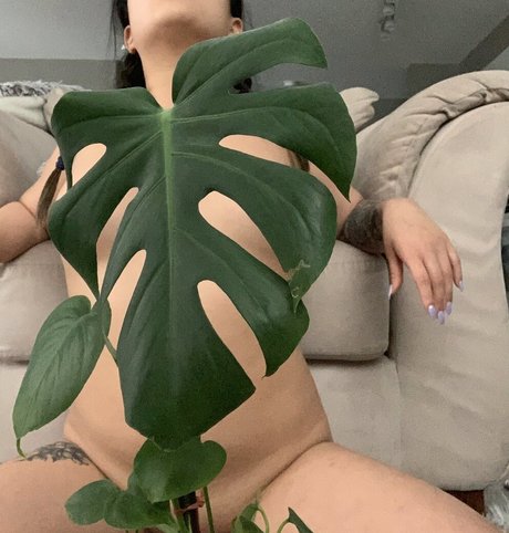 asia asahi étoile adulte photo