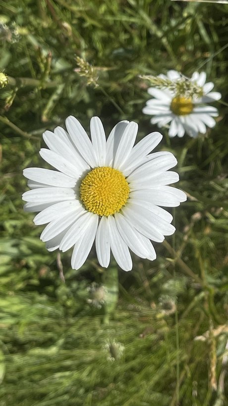 chatte brésilienne onlyfans des nus parfaits images