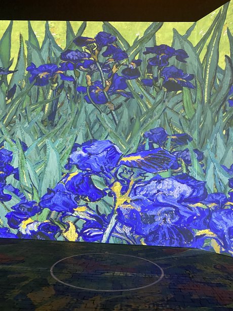 Persian Prince modèle adulte image