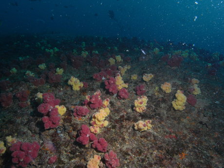 Anders actrice nue img