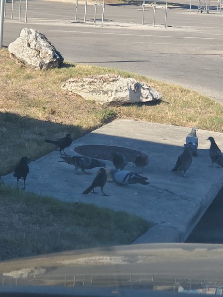 Thiccatxcub star du porno érotique archive