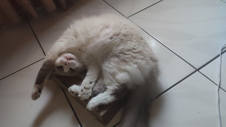 Grobin actrice de nus images