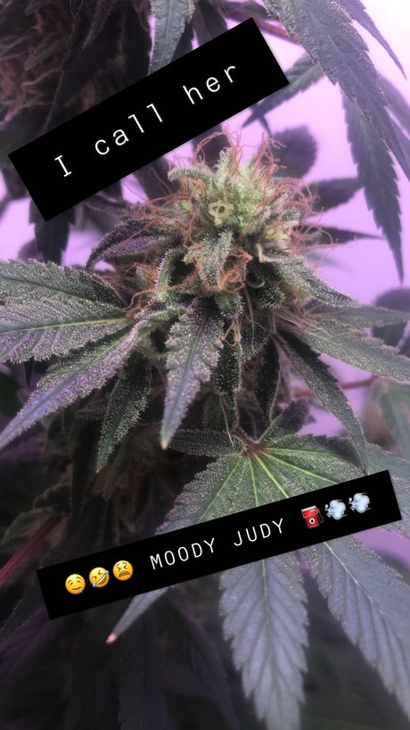 _SUITEB0i_ star du porno nue galerie