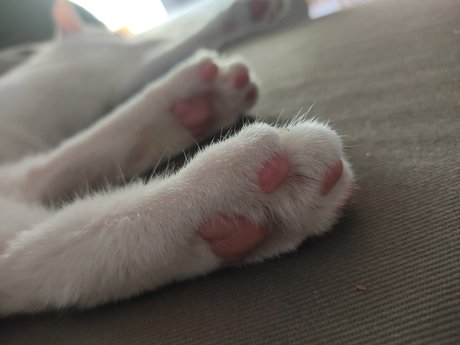 Ana Oliveros star pornographique image