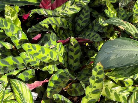 Natey boy star du porno de haute qualité image