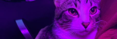 Fawad Khan actrice img